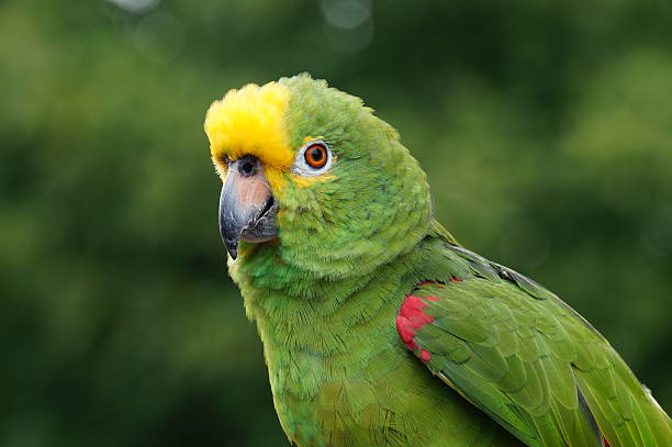 Avistamiento de loro verde en el Amazonas 