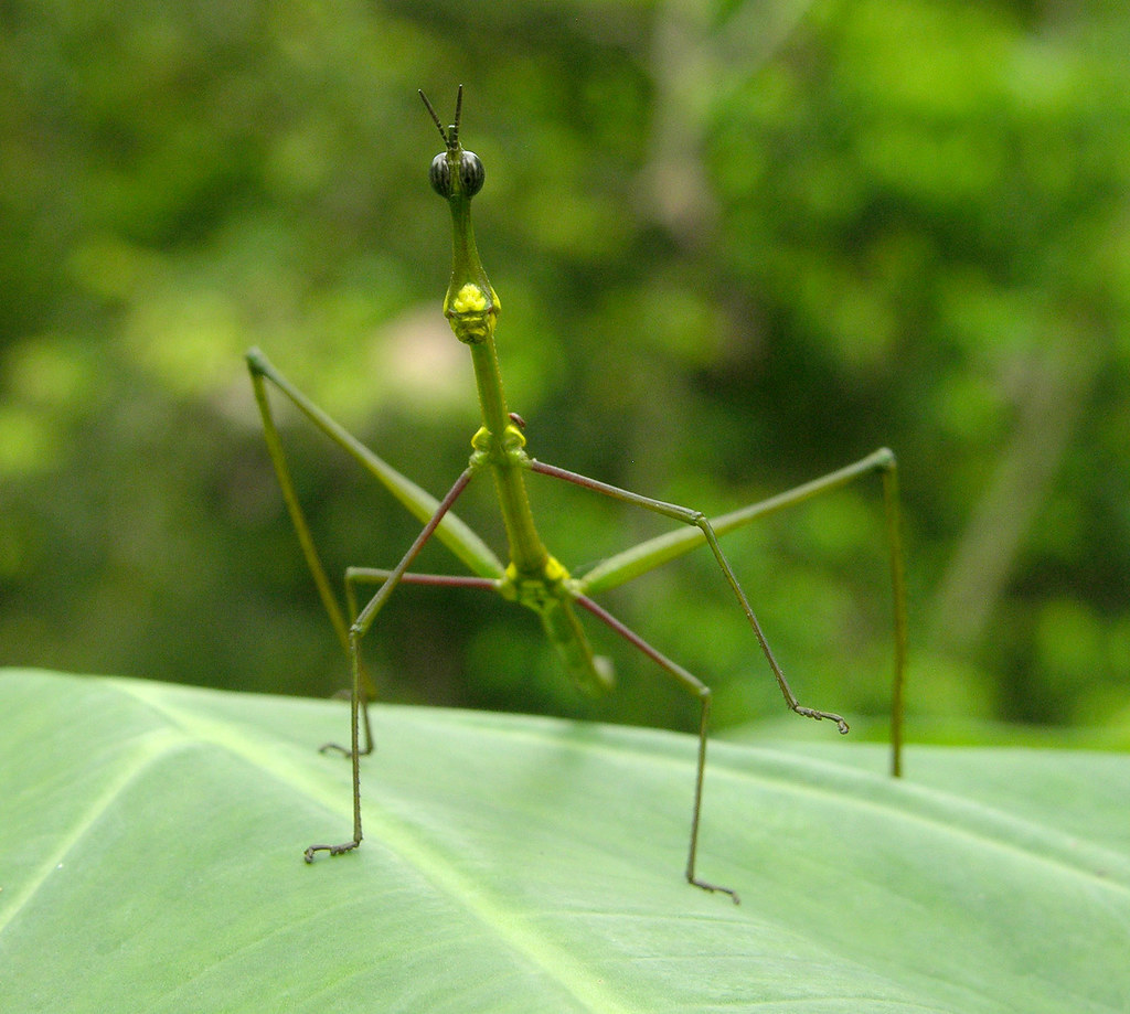 Bicho-Palo en la selva del Amazonas en Perú