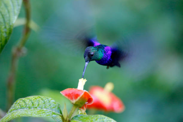 Avistamiento de Colibrí en La selva Amazónica