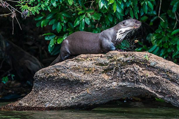 Nutria gigante (lobo de río) en la selva del Amazonas en Perú