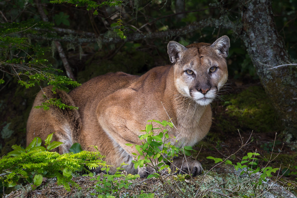 Puma en la sela del Amazonas en Perú