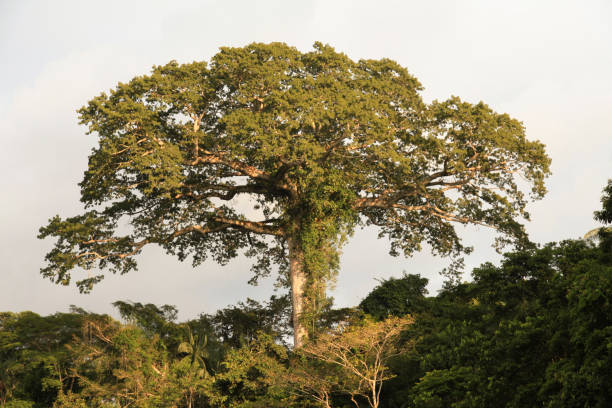 el Amazonas