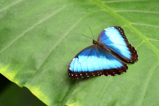 Mariposario Tambopata en Perú